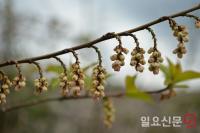 전남산림자원연구소, 완도서 국내 미기록종 통조화 발견 