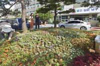 남구, 여름꽃 1만4500포기 심어 