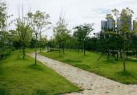 인천 서구, 청라국제도시 공원녹지 내 고사목 교체