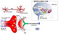 한국뇌연구원, "만성 통증 조절 원리, 뇌에서 찾았다"