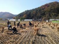 충남 아산시 총무과, 농촌일손돕기 '구슬땀'