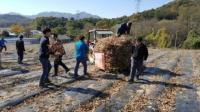충남 아산시 축수산과, 자매결연 농촌마을서 일손돕기