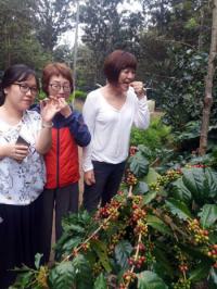 미얀마에서 온 편지 [122] 한국인, 커피에 도전하다