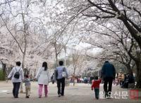 인천관광공사 추천 봄꽃 명소는?...'인천대공원', '강화 고려산', '장봉도'