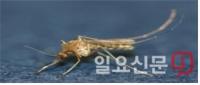 일본뇌염 주의보 발령...급성 뇌염 진행되면 20~30% 사망