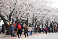 여의도 벚꽃 축제 개막