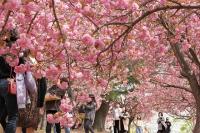 경주, 봄맞이 축제·공연 인기↑