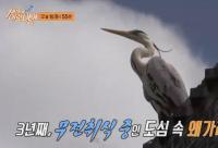 '세상에 이런일이' 미꾸라지 훔쳐 먹는 왜가리, 볼링 신동, 볼펜 초정밀 화가 등