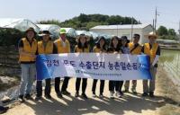 [포토)aT대구경북지역본부, 김천 포도수출 단지서 포도순 치기 '구슬땀'
