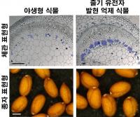 식물 생산성 향상시키는 새로운 기술 개발 