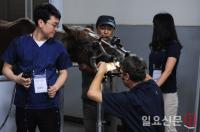 렛츠런파크 부산경남, 경주마 건강 위한 ‘트리플케어’ 시스템 도입