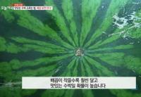 '생방송 오늘저녁' 맛있는 수박 고르는 비법, 배꼽 작아야 "잎에 영양분 안 뺏겨"