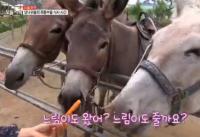 '생방송 오늘저녁' 어수리한상·당나귀 시골부자·1m 대왕갈치 소개