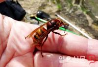 경북소방본부, 여름철 벌쏘임 환자 증가… 말벌 '요주의'