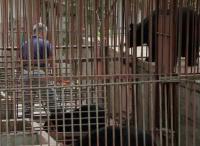 ‘제보자들’ 철장에 갇힌 곰들, 죽지도 살지도 못하는 생 “정부 도움 절실”