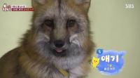 ‘동물농장’ 사모예드, 멸종위기 1급 붉은 여우와 절친된 사연 “친화력 갑” 