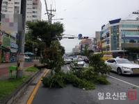 청주시 상당구 용암동 건영사우나 앞 4m 가로수 도로로 쓰러져교통 혼잡 