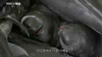 ‘MBC스페셜’ 매년 1만 마리 죽어나가는 상괭이, 서식지 일어가는 제주 남방큰돌고래
