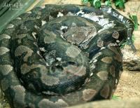 멸종위기 뱀 16마리 냉동고에 얼린 서울대공원, 그 이유가…