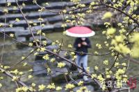 [날씨] 오늘날씨, 곡우인 일요일 전국에 ‘봄비’…낮 기온 ‘선선’ 