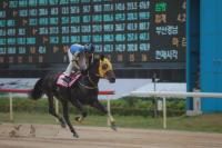 [한국마사회 부산경남] ‘트리플티아라’ 두 번째 관문, ‘코리안오크스’ 열려 外