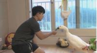 '세상에 이런일이' 주인바라기 아파트에 사는 애완 거위, 이름 부르면 '꽥' 대답까지