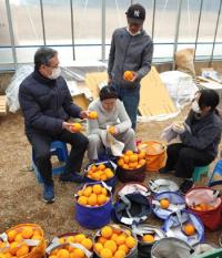 경북농기원, 구미서 '천혜향' 재배 3년만 첫 출하