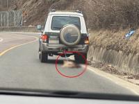 개 매달고 질주한 SUV…동물보호법 개정 ‘무용지물’