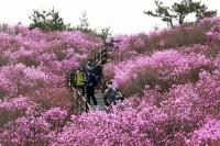 비슬산 참꽃 케이블카 "자연과 조화, 지속 가능한 보존·발전 위한 사업"