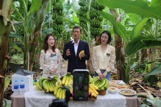 산청 유기농 바나나 판매 실시 이미지