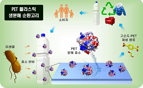 PET 플라스틱 생분해 순환고리 (자료=경북대 제공)