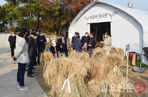 토종벼 견학을 하는 참석자들.