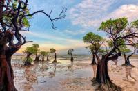 인도네시아 숨바섬 춤추는 맹그로브 나무