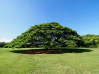 일본인들 즐겨 찾는 하와이 ‘히타치 나무’