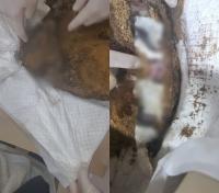 물고문에 불고문…개 19마리 고문 살해한 공기업 직원 조사