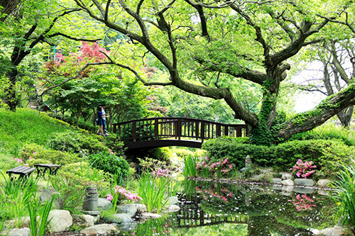 경주엑스포대공원 내 위치한 '비밀의 정원'은 500년 수령 왕버들과 연못이 이색적인 분위기를 자아낸다.  (사진=경주엑스포 제공)