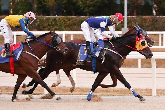 정확하고 냉정한 복기는 분명히 베팅에 도움이 된다. 경주 장면으로 기사의 특정 내용과 관련 없음. 사진=한국마사회 제공