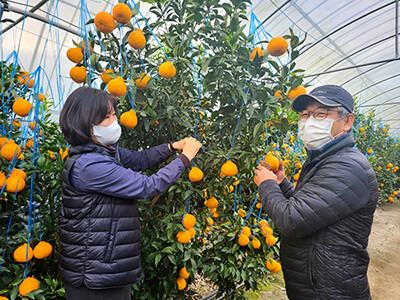 농민들이 경주봉을 수확하고 있다. (사진=경주시 제공)