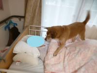 고령자 임종 예견 일본 기적의 개 ‘문복이’ 스토리