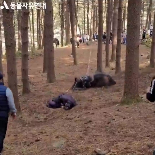 동물자유연대가 공개한 '태종 이방원' 낙마 신. 말의 뒷다리를 와이어로 묶인 뒤 잡아당겨 목이 꺾일 정도로 심하게 넘어뜨렸다. 사진=동물자유연대 영상 캡처