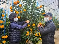 경주시, 아열대 작물 재배 활성화 '잰걸음'