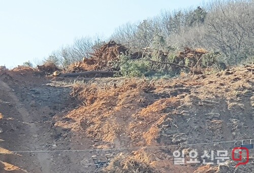 공사현장에 방치된 입목폐기물. 환경오염을 부추기고 있다는 지적이다.  사진=김현술 기자