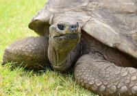 올해 나이 190세 ‘세월을 달리는 거북’