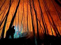 울진 산불, 잠정피해액 1300억대 집계…수습 방안 논의 중