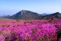 달성군, 비슬산 '참꽃' 개화상황…군청 유튜브로 중계