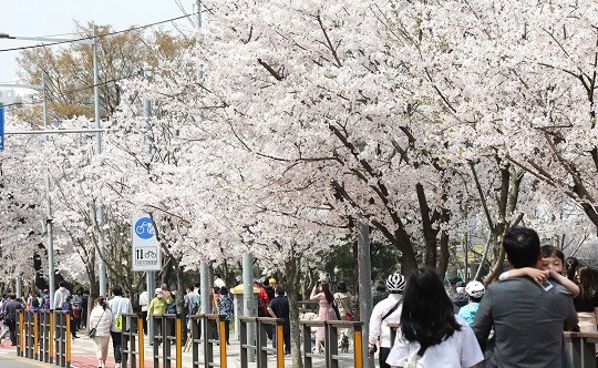 서울 영등포구 여의도 윤중로를 찾은 시민들이 벚나무를 감상하며 걷고 있다. 사진=박정훈 기자