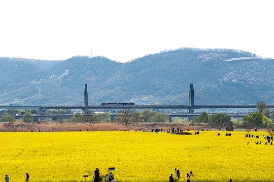 대구 하중도가 앞으로 '금호꽃섬'으로 불리게 된다. 사진=대구시 제공