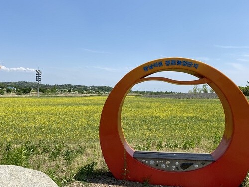 아름다운 여주 당남리섬 유채꽃 단지. 사진= 여주시청 제공