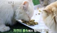 ‘동물극장 단짝’ 인천 바닷가 마을에 자리잡은 고양이들의 천국