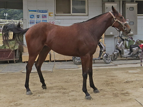 라스트펀치는 19일 경주에서 출발만 제대로 했다면 2위는 충분했을 것으로 추측돼 아쉬움이 많이 남는다. 사진=한국마사회 제공